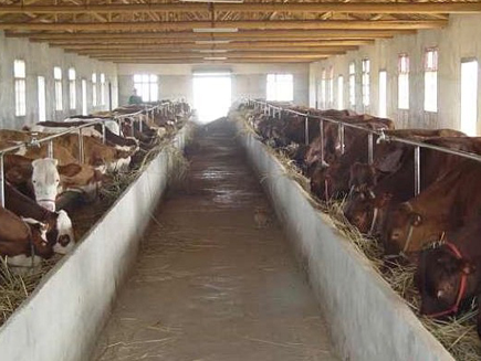 海利公司增强型舔砖给养殖企业发货中