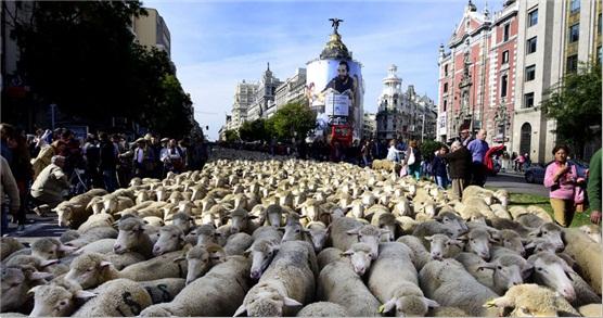 西班牙放牧节上演重头戏 马德里千头羊上街