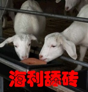 海利牛羊舔砖给养殖户带来的价值
