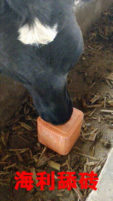 海利牛羊舔砖饲料的应用