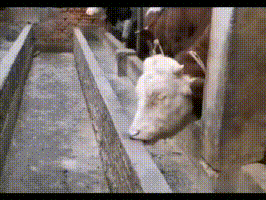 发现一头行为怪异的牛，你家的牛羊有这样的吗？