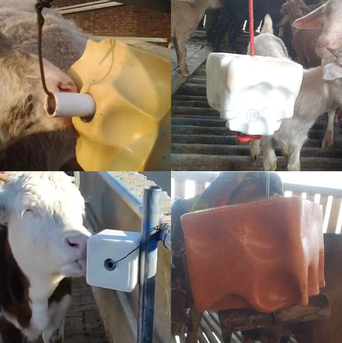 建议牛羊养殖户：舔砖千万别乱买，教你几招选购技巧